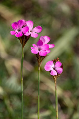 Fototapeta premium Three pink carnation flowers with parallel stalks. Carthusian Pink or Charterhouse Pink (Dianthus carthusianorum) with blurred green background. Magenta colored wild flowers on summer meadow.
