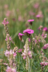 Summer meadow pink flowers of esparcet (holy-clover) and carnation (carthusian pink). Summer, Czech Republic, Northern Bohemia.