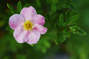 Shrubby cinquefoil pink flower potentilla fruticosa on green blurred leaves and stone background with copy space for text.