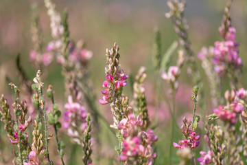 Esparcet pink flowers (Onobrychis viciifolia). Blossoming Sainfoin or Holy-clover wildflowers. Summer, Czech Republic, Northern Bohemia.