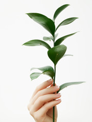 Beautiful delicate hands with manicure and green leaves, closeup isolated on white. Photo of a...