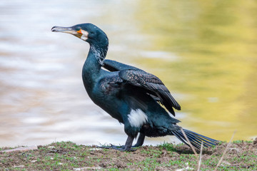 Great black cormorant on the shore of the pond with water on background. Black Shag or White-breasted Cormorant (Phalacrocorax carbo) is a large black bird  with white patches on the thighs.