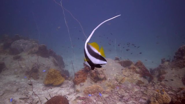 LongTail fish gliding over a coral in the White Rock dive spot, Koh Tao, Thailand