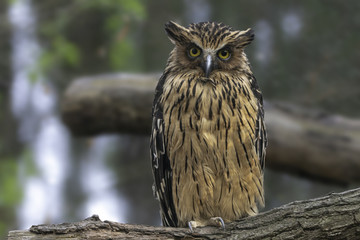Buffy Fish-owl (Ketupa ketupu) or Malay fish owl sitting on a log. The feathers are edged tawny and...