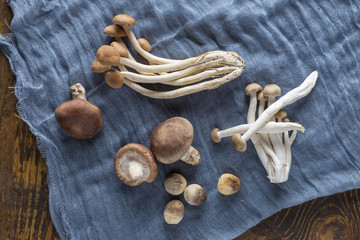 Various types of mushrooms
