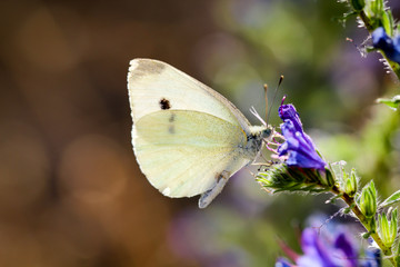 Kohlweißling auf einer Pflanze