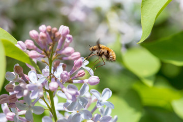 Large bee-fly or Bombylius major sitting on the blossoming lilac with green blurred background. Spring, Czech Republic.