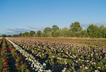 Obraz premium Luftaufnahme von bunten Rosenfeldern