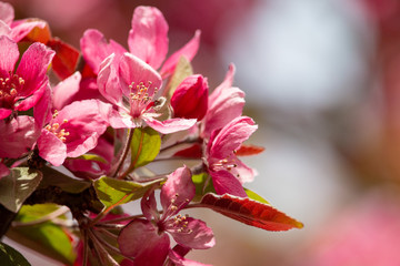 Obraz premium Blossoming apple tree. Saturated pink flowers and green leaves with blurred light background. Sweet fragrance of spring.