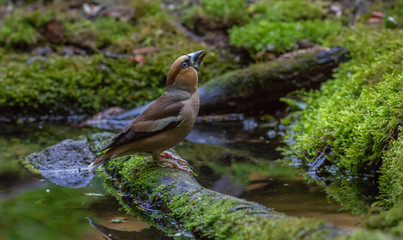 Apple Finch by water