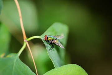 Fliege auf einem Blatt