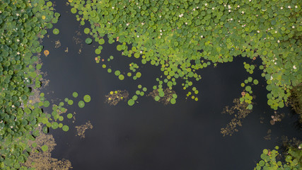 Stunning Aerial Drone Stock Photography of Flowering of lotuses on the lake near the road. Lotus...