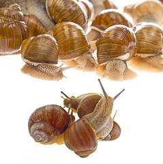 snail (Helix pomatia) - Burgundy snail - edible snail isolated on a white background