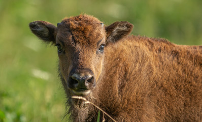 Naklejka na ściany i meble Young Wisent calf - european Bison