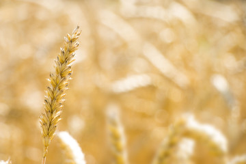 One mature wheat spike growth on blurred field bokeh. Golden agriculture cereal harvest growing in nature. Raw food plant