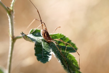 Weberknecht auf Blatt 