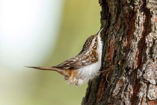 Eurasian or common treecreeper (Certhia familiaris) perching on a pine trunk with green blurred background. Little passerine bird with streaked and spotted brown upperpart and whitish underpart.