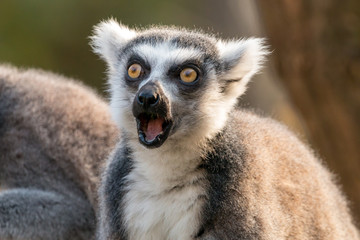 Surprised ring-tailed lemur or lemur catta with open mouth and eyes wide open. - obrazy, fototapety, plakaty