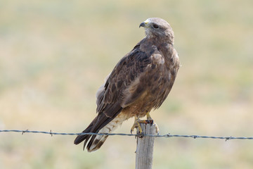 Red-tailed hawk sitting on a fence post.