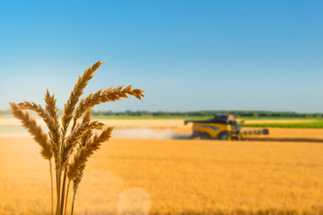 weizenernte © winyu
