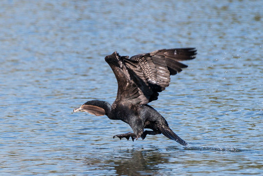 Double-crested Cormorant Gliding Over A Lake With Feather