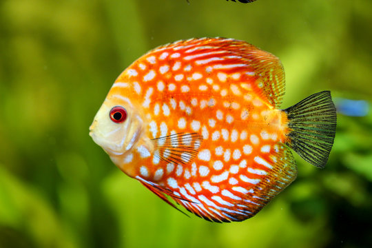 Diskusfisch