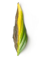 half-dried leaf