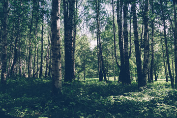 Green trees in summer park retro