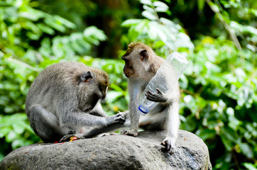 Naklejka na ściany i meble Ubud Monkey Forest - Bali - Indonesia