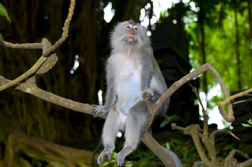Ubud Monkey Forest - Bali - Indonesia