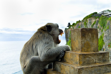 Macaque in Uluwatu Bay - Bali - Indonesia