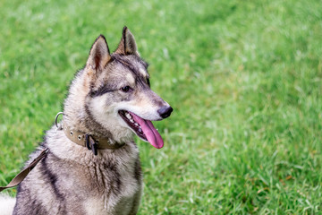 Portrait of gray husky (Laika) in profile on green blurry background. Dog on nature in rainy weather_