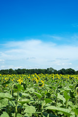 Fototapeta na wymiar Big field of sunflowers on a blue sky background. Composition of nature.