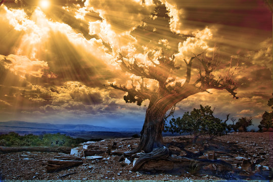 Sunrise desert scene