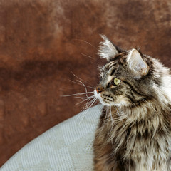 Maine coon cat is relaxing on the table against a brown background. Summer time. Copy space.