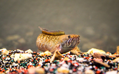 Schlammköpfe im Aquarium 
