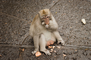 monkey eating in monkey forest of Ubud, Bali, Indonesia
