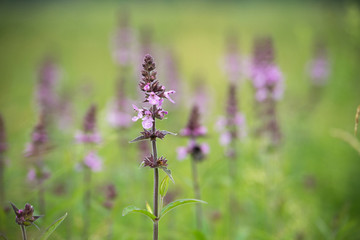 Purple flowers in the grass