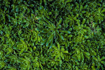 Green outdoor carpet