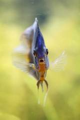 Diskusfisch im Aquarium, Aquaristik