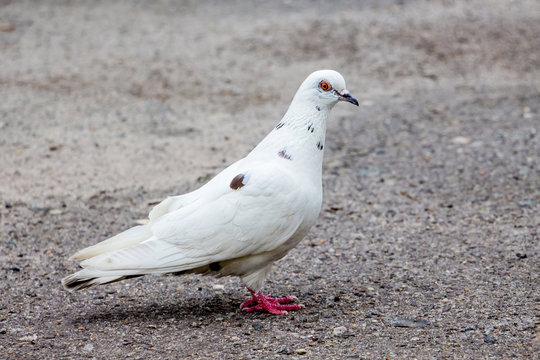 A white pigeon in the city on asphalt is looking for food