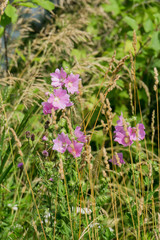 Purple flowers in the grass