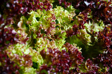 Fresh Lettuce,Selway(Lolla Rossa type). © posinote
