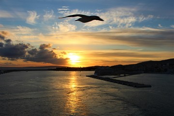 Möwe im Sonnenuntergang