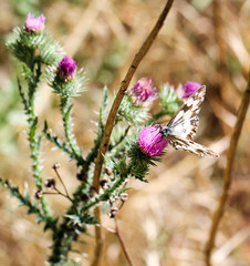 Schmetterling, Falter im Gras