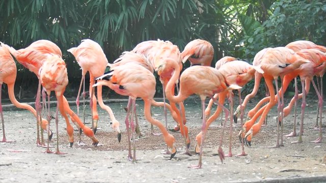 4K Video of Red flamingo