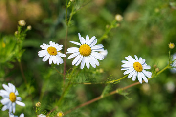 White daisies grow in the garden in nature