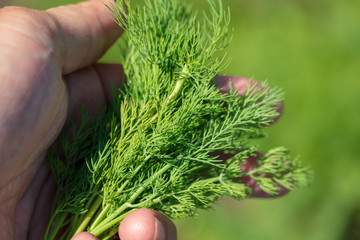A bunch of dill in a man's hand