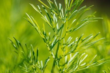 Green dill in the garden as a background