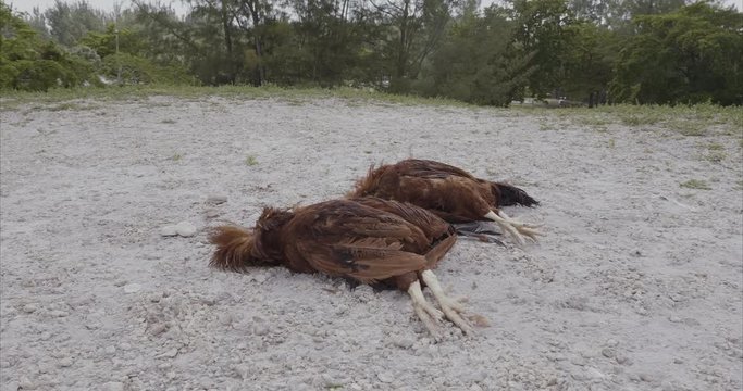 two dead roosters reddish lying on the ground next to a rock without the head to give it as a sacrifice in some kind of religion